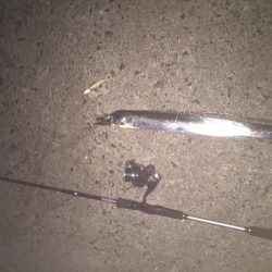 久々にタチウオgetだぜ！