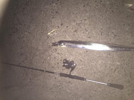 久々にタチウオgetだぜ！