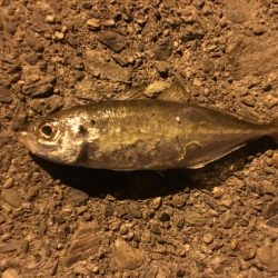 アジング、ガシリング