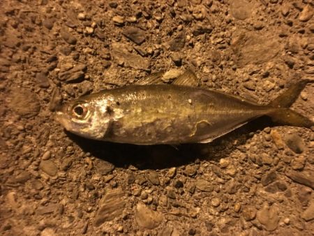 アジング、ガシリング