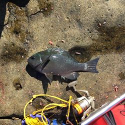 南紀 沖磯でフカセ釣り