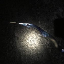 タチウオワンチャン