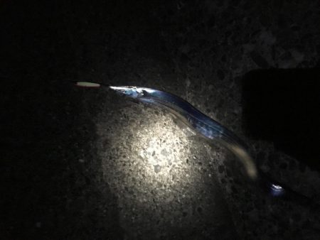 タチウオワンチャン