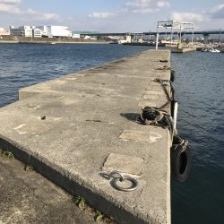 昨日に続きタコ!