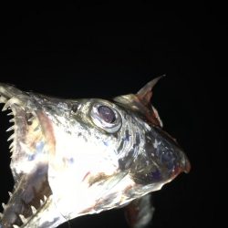 かなりスレて来た感じ?