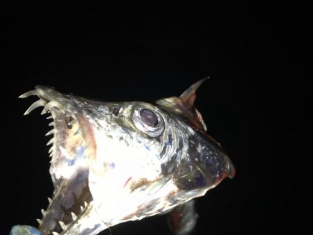 かなりスレて来た感じ?