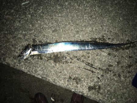 タチウオ終盤？