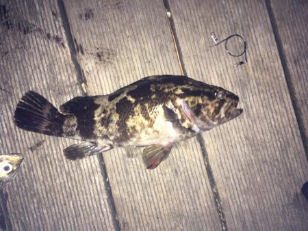 大きいの釣れた