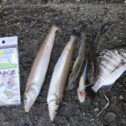 今日は、明石の西