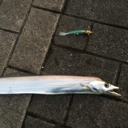 コスモでタチウオ、サゴシ