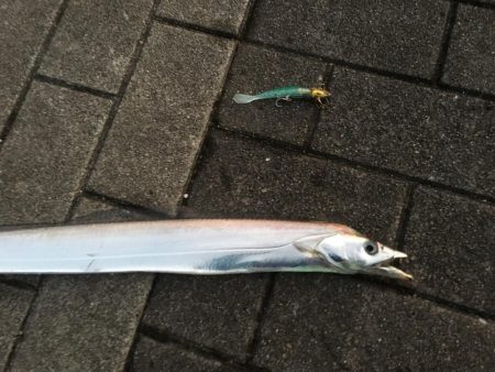 コスモでタチウオ、サゴシ