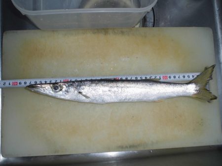 タッチ―１５本　カマス１匹