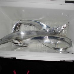 15日に5タッチ―、17日に4タッチ―獲ったどぉ・・・