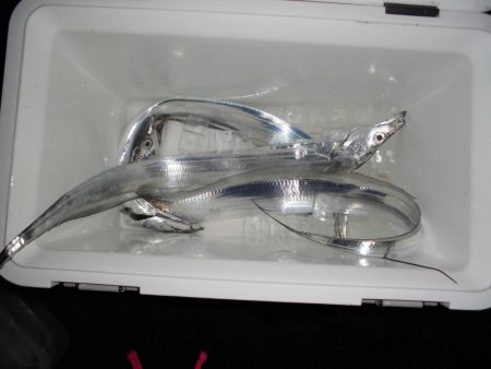 １５日に５タッチ―、１７日に４タッチ―獲っ…