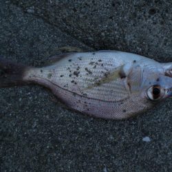 まさかのマゴチ