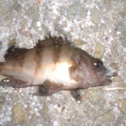 アジングが、メバル