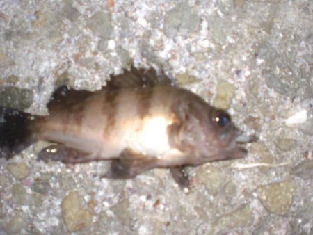 アジングが、メバル