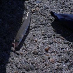 今日は夫婦で！