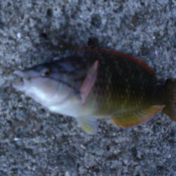 カレイ釣れた！