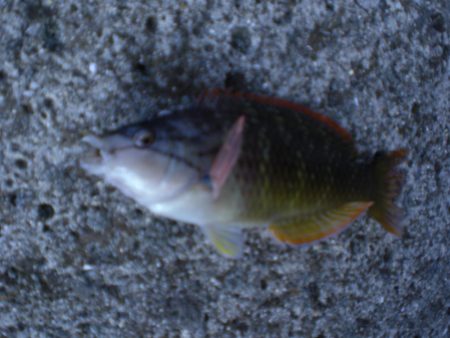 カレイ釣れた！