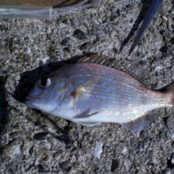 いつものチョイ投げ