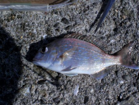 いつものチョイ投げ