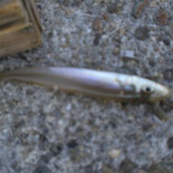 今日は、寒く渋い。