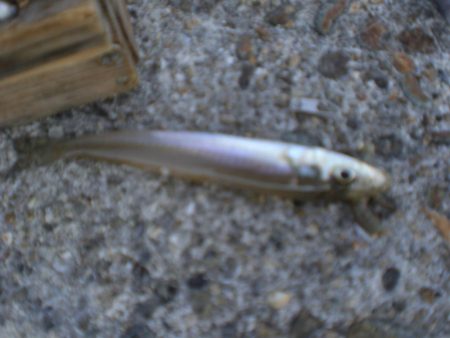 今日は、寒く渋い。