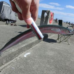 ジャンボサヨリ 来たーっ‼