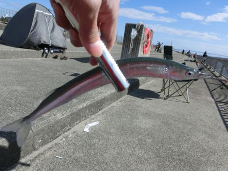 ジャンボサヨリ 来たーっ‼