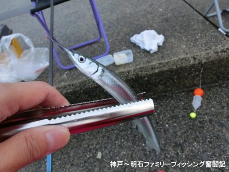 カワハギはいない?