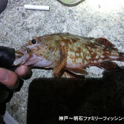 タチウオ狙いのはずがガッシーでボウズ逃れ