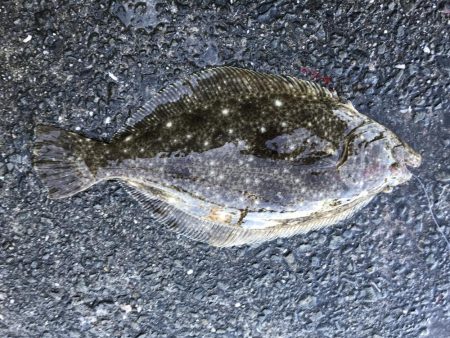 ヒラメきたあ‼︎