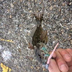 ロックフィッシュ