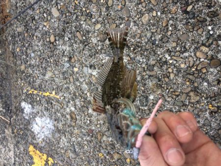 ロックフィッシュ