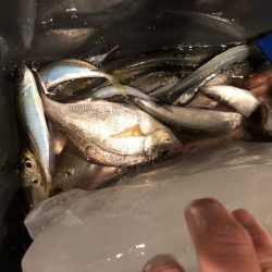 イワシが食べたくて