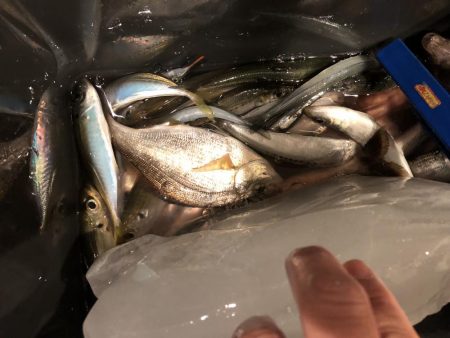 イワシが食べたくて