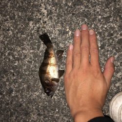 貝塚人工島メバリング