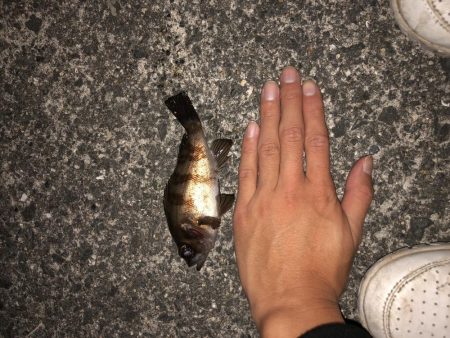 貝塚人工島メバリング