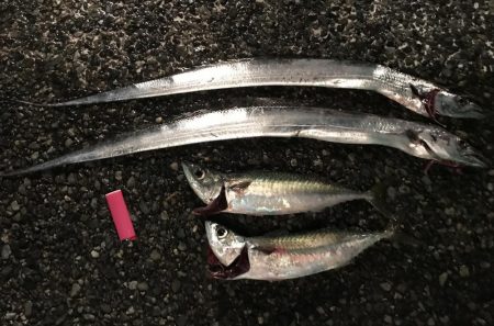 短時間での釣行です‼️