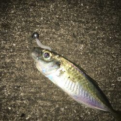 スレたアジにはクリア系強し