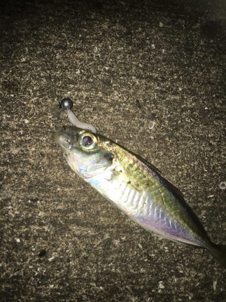 スレたアジにはクリア系強し