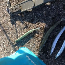 風が弱まりサヨリ釣り