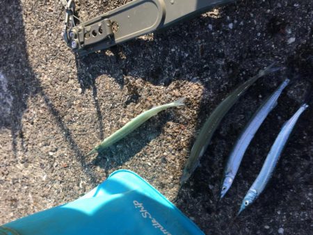 風が弱まりサヨリ釣り