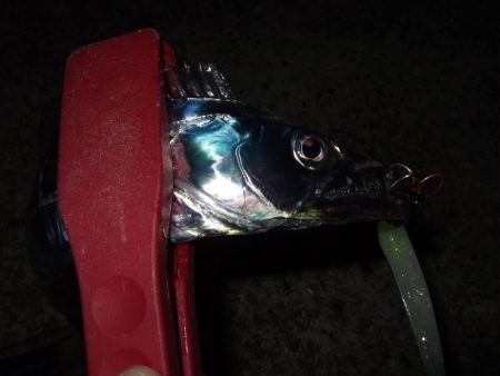 そろそろ終盤？