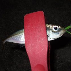 アジングも楽し！