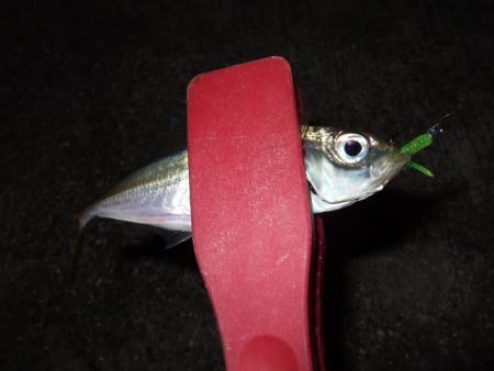 アジングも楽し！