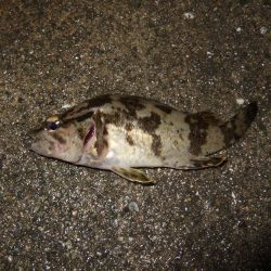 中アジかと思ったら・・・