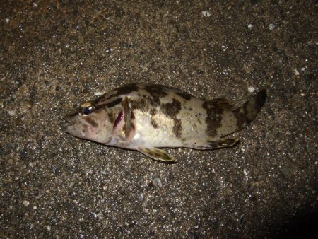 中アジかと思ったら・・・