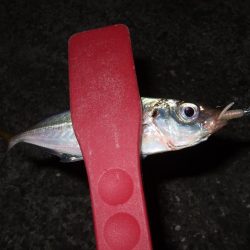 アジング好調＼(^o^)／